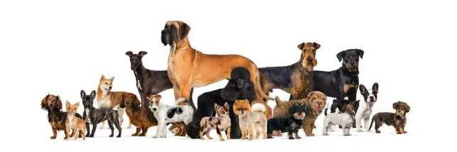 Group of 18 dog breeds