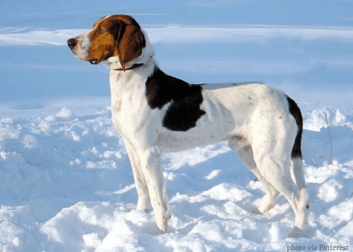 Halden Hound dog in the snow