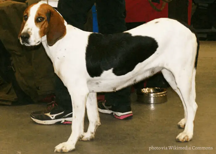 Halden Hound dog with owner