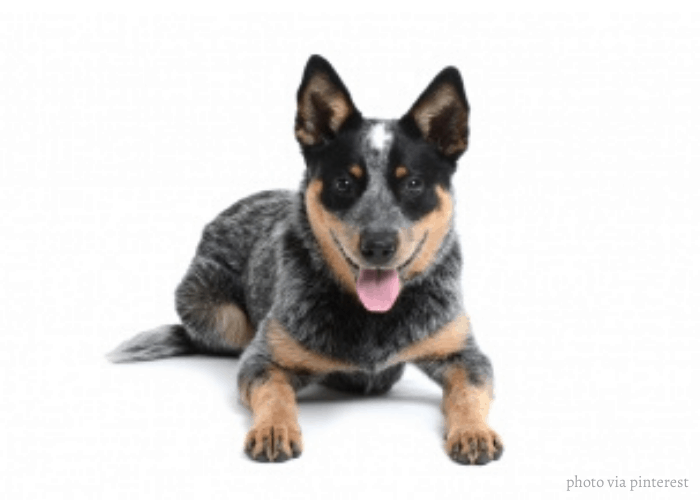 Halls Heeler sitting in front of white background