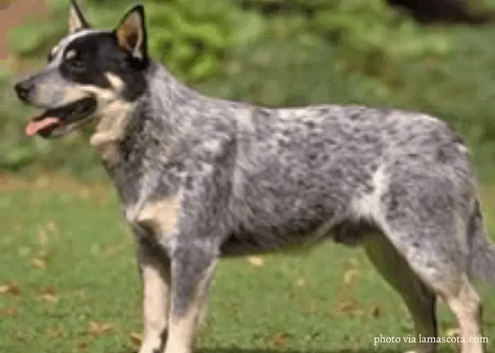 Halls Heeler sitting on the lawn