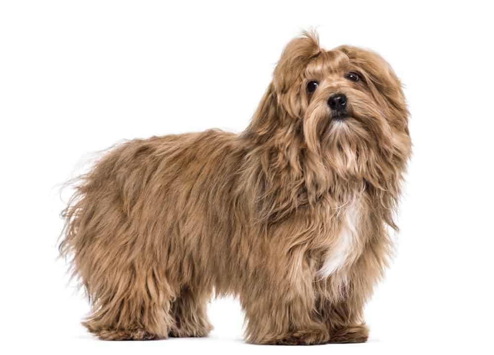 Havanese dog photographed against a white background