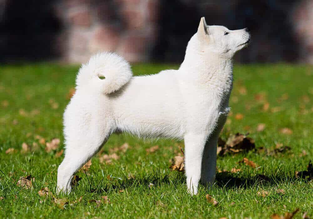 Hokkaido dog breed on the grass