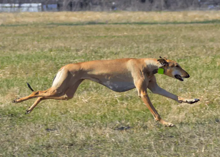 Hortaya Borzaya running in the field