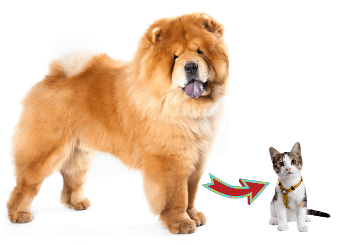 How to Introduce a Chow Chow to a Resident Cat image
