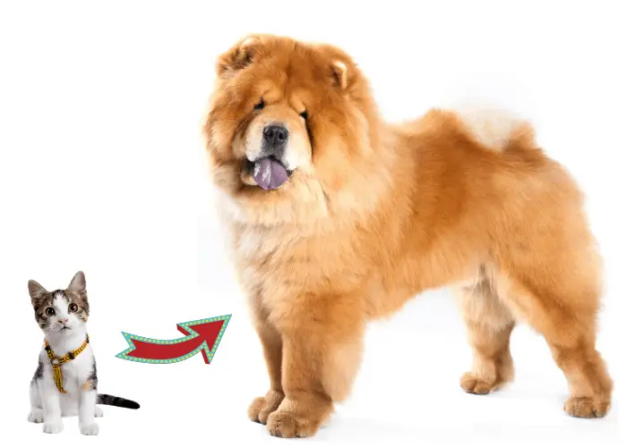 How to Introduce a cat to a Resident Chow Chow image