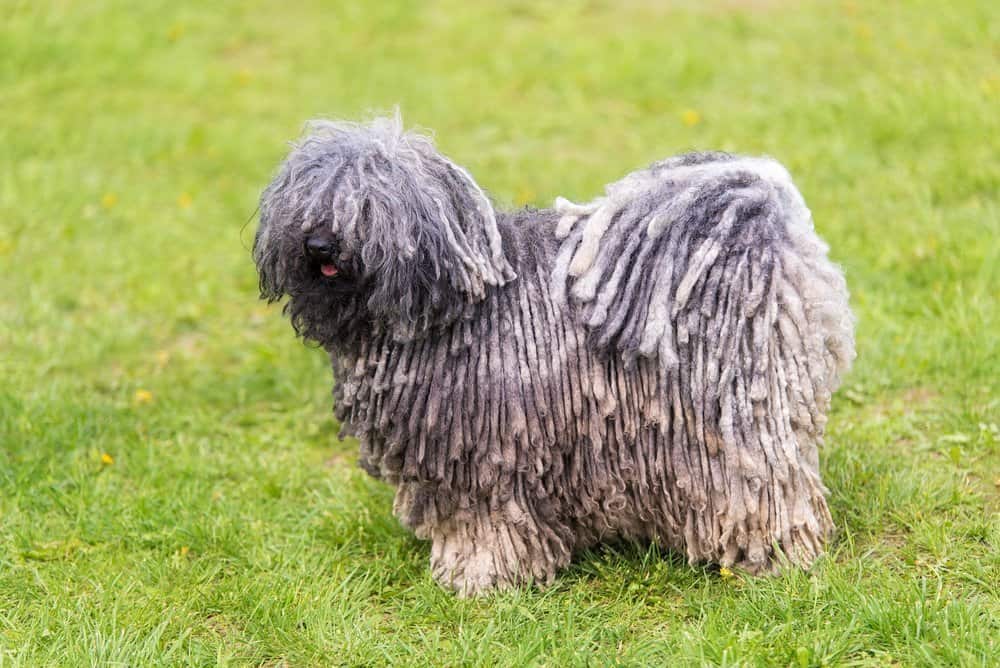 Hungarina Puli Dog standing on the lawn
