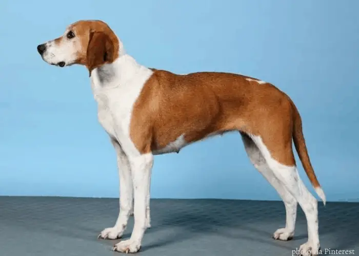 Hygen hound photographed against a blue wall