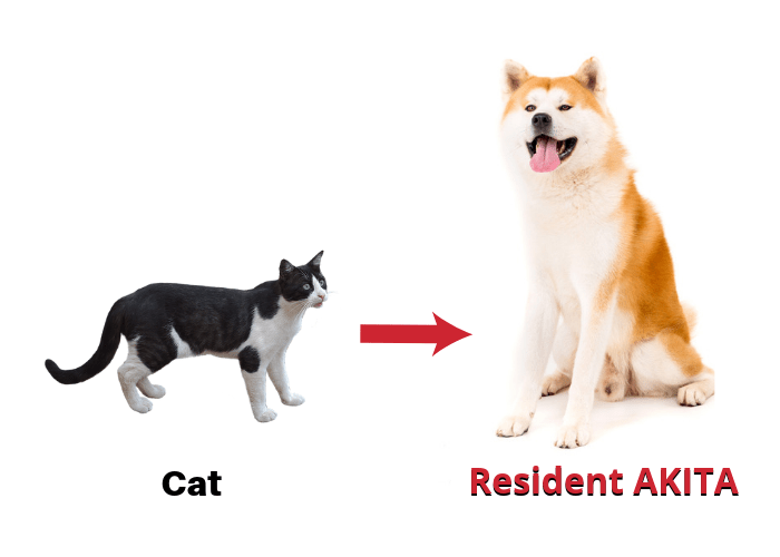 Introducing a cat to a resident Akita image