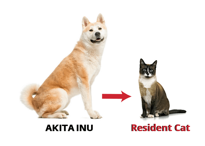 Introducing an Akita to a cat image