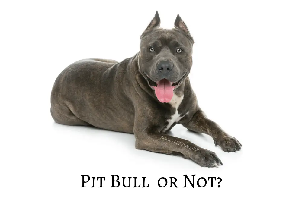 Is the American Staffordshire Terrier a Pit Bull Image