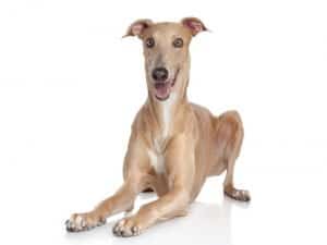 Italian Greyhound