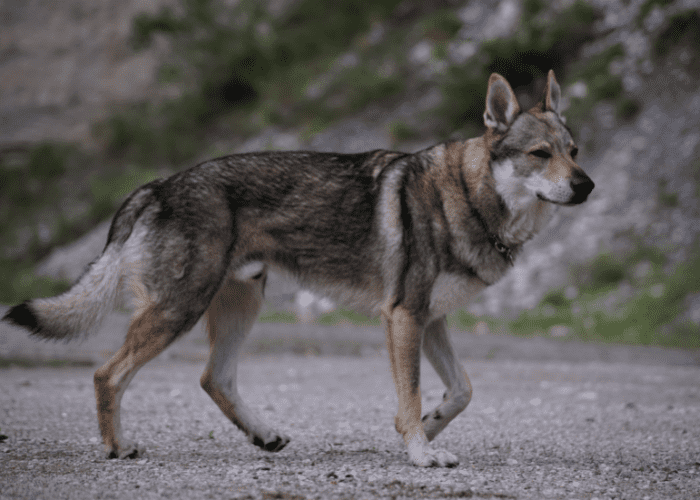 Italian wolfdog walking 