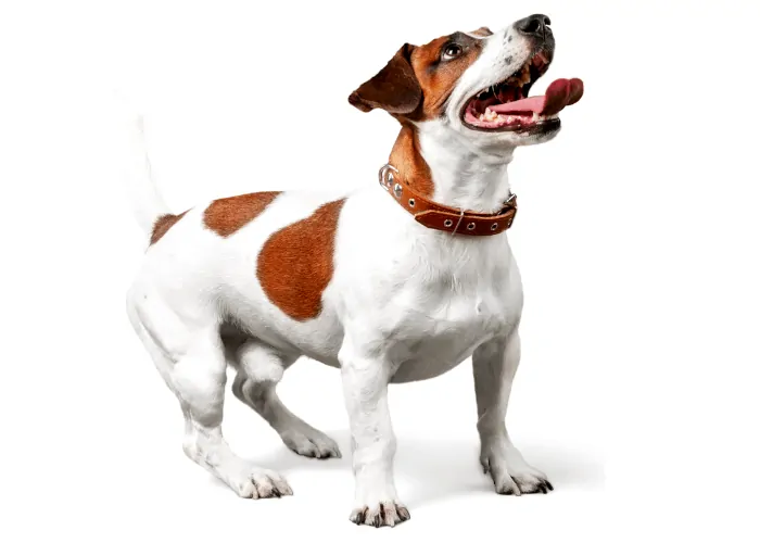 Jack Russell Terrier photographed on a white background
