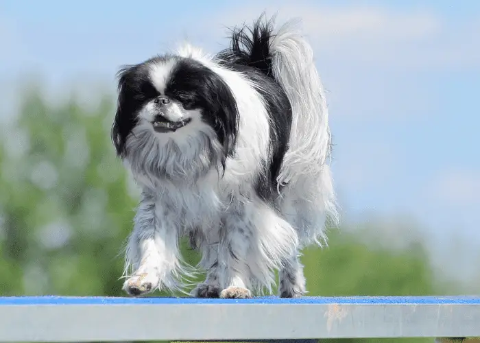 <keywordmarkbg>Japanese Chin</keywordmarkbg> dog at a Dog Agility Trial