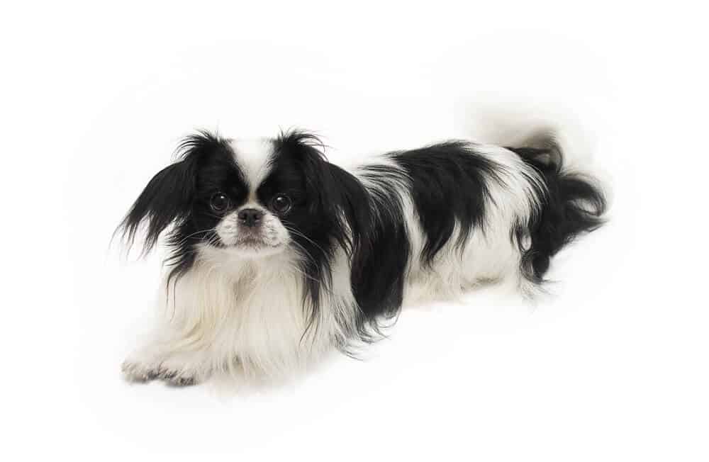 Japanese Chin dog on white background