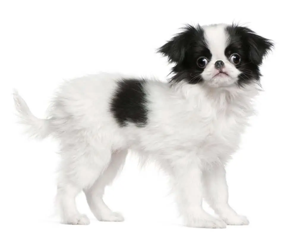 Japanese Chin standing on white background
