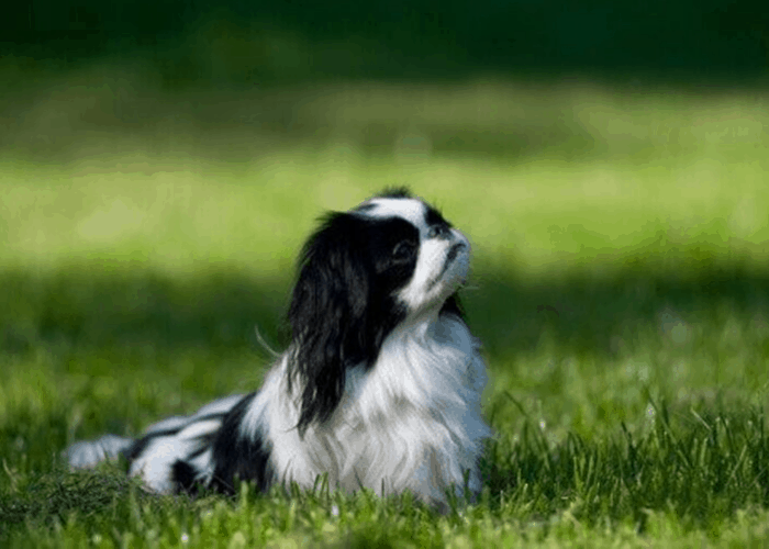 Japanese chin dog sitting on the lawn