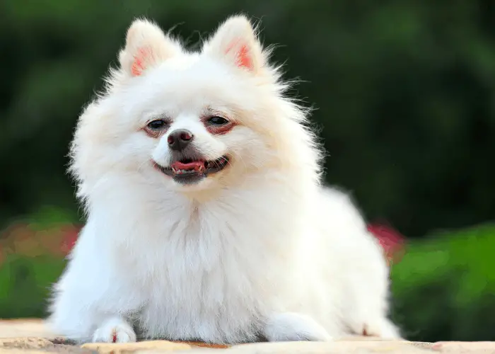 Japanese spitz close up