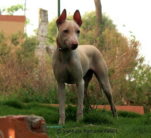 Jonangi dog breed in the garden