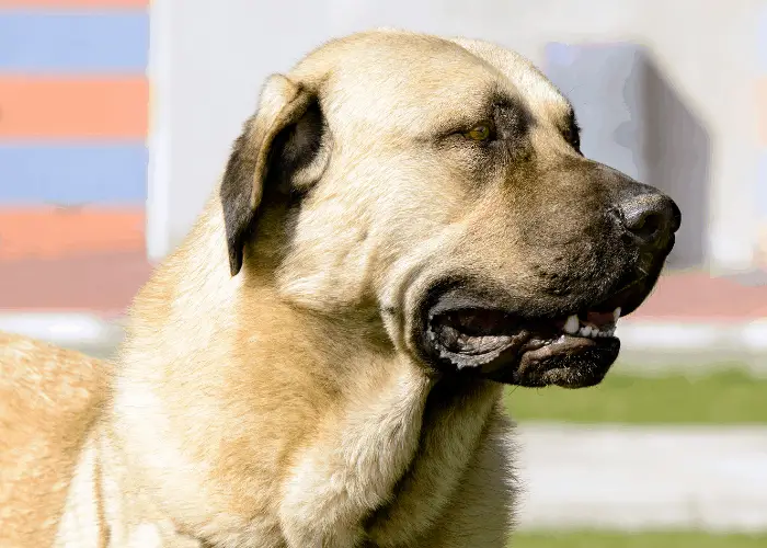 Kangal shepherd dog close up photo