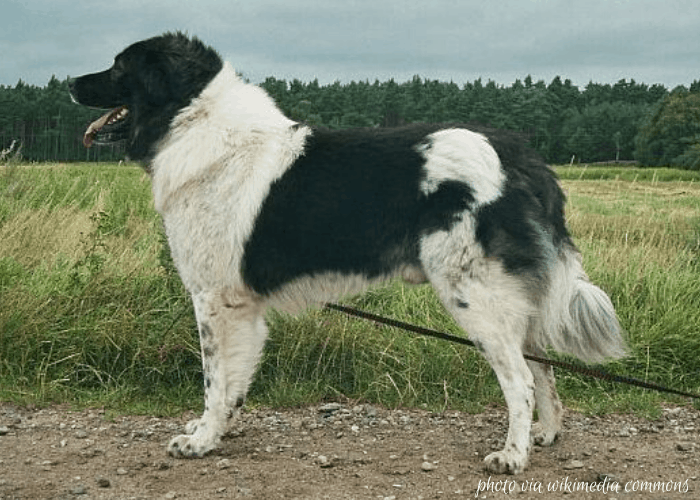 Karakachan dog on leash in the field