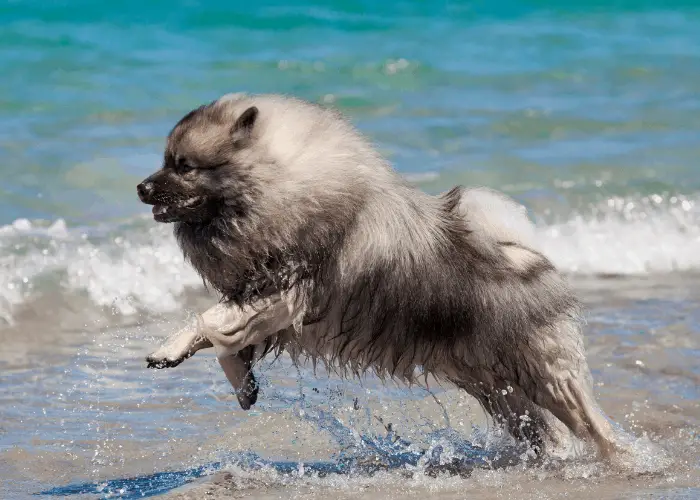 Keeshond playing on the beach