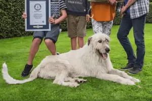 Keon the irish wolfhound