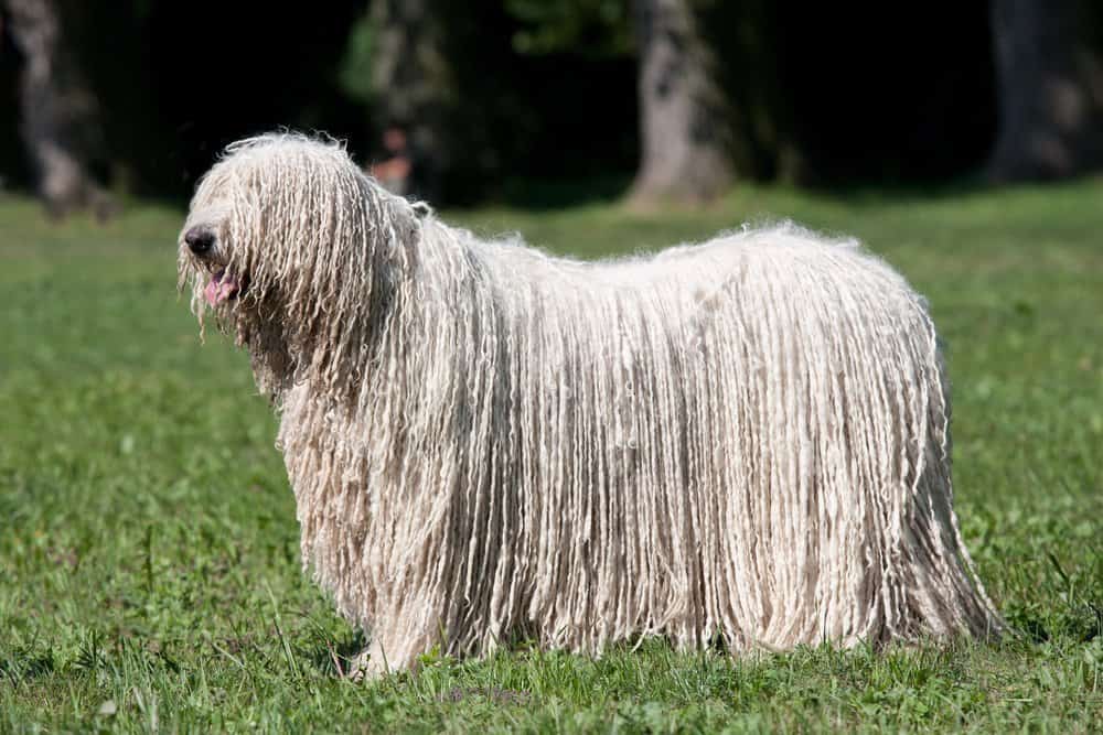 Komondor dog standing on the lawn