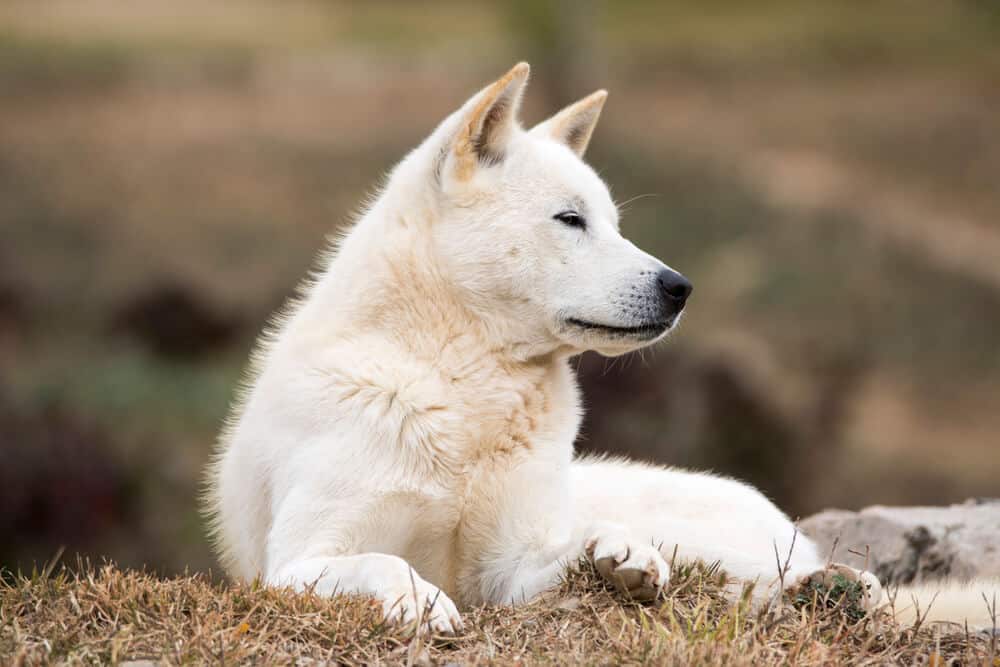 Korean Jindo dog lying on the ground