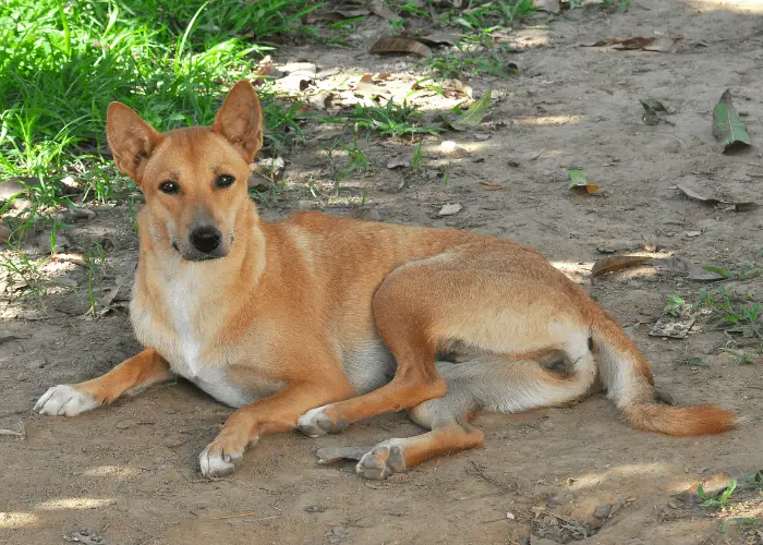  Korean <keywordmarkbg>jindo dog</keywordmarkbg> lying on the ground