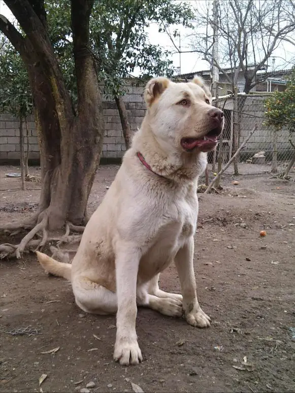 Kuchi Dog a.k.a. Afghan Shepherd