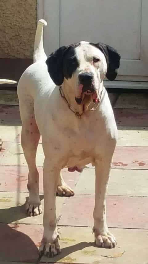 Kumaon Mastiff