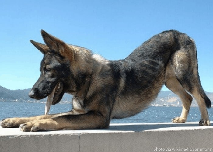 Kunming Wolfdog kneeling on cemented seat with tongue sticking out