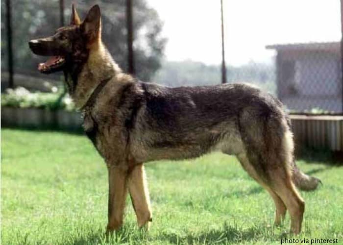 Kunming Wolfdog standing on the lawn