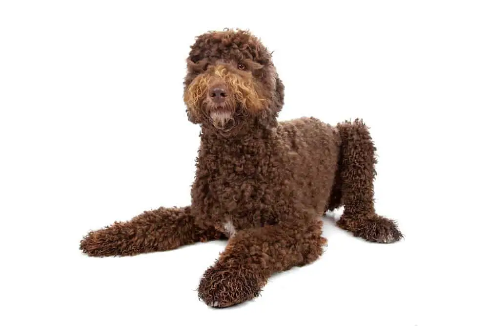 Labradoodle photographed on white background