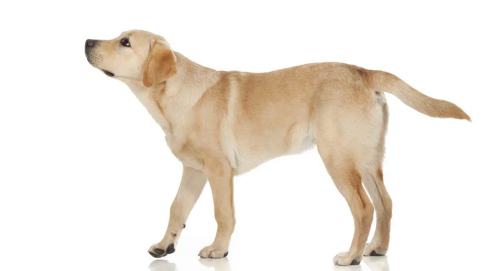 Labrador Retriever photographed on white background.jpg