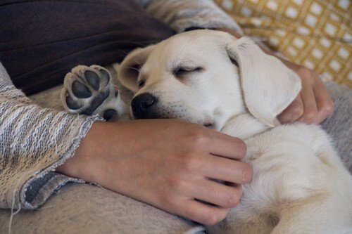 Labrador dog being cuddled by owner