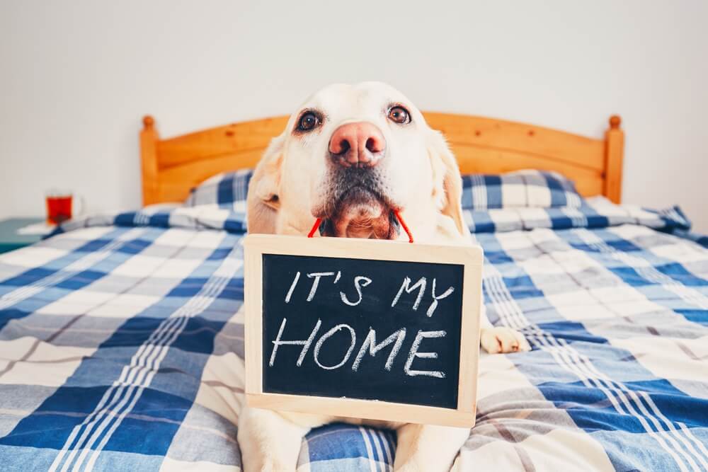 Are Labradors Good Apartment Dogs article featured image