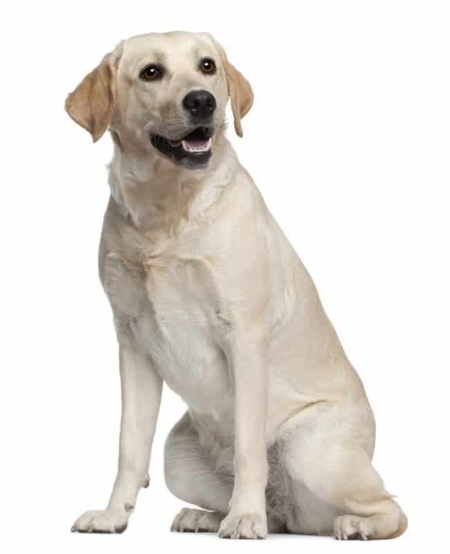 Labrador retriever sitting on a white background