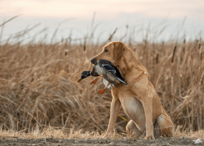 Labrador with a duck in its mouth