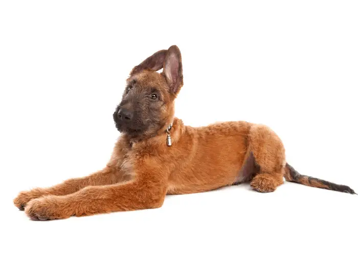 Laekenois puppy in front of white background