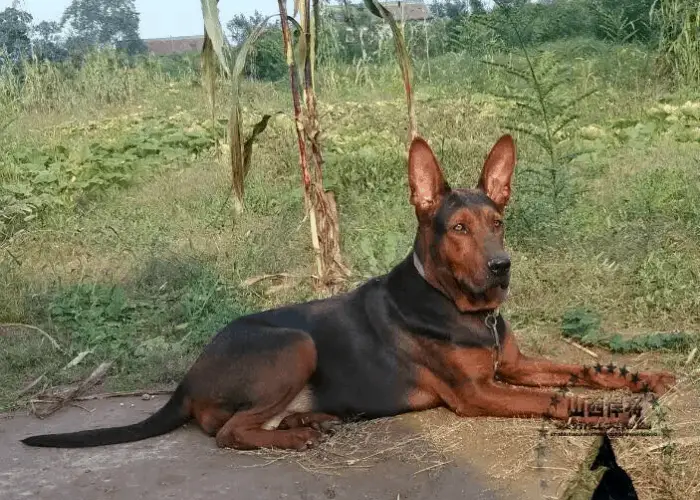 Laizhou Hong dog in the backyard