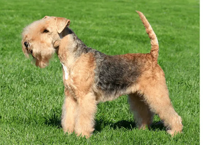 Lakeland Terrier standing on the lawn