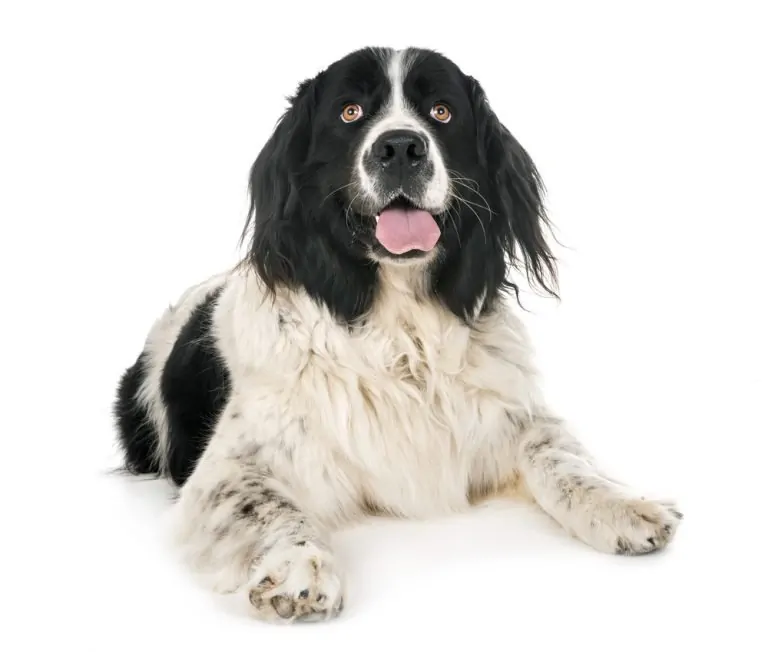 7 Famous Canadian Dog Breeds List Dog Breeds FAQ