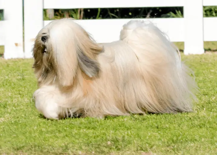 Lhasa Apso on the lawn