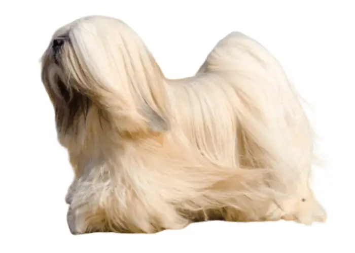 Lhasa Apso on white background