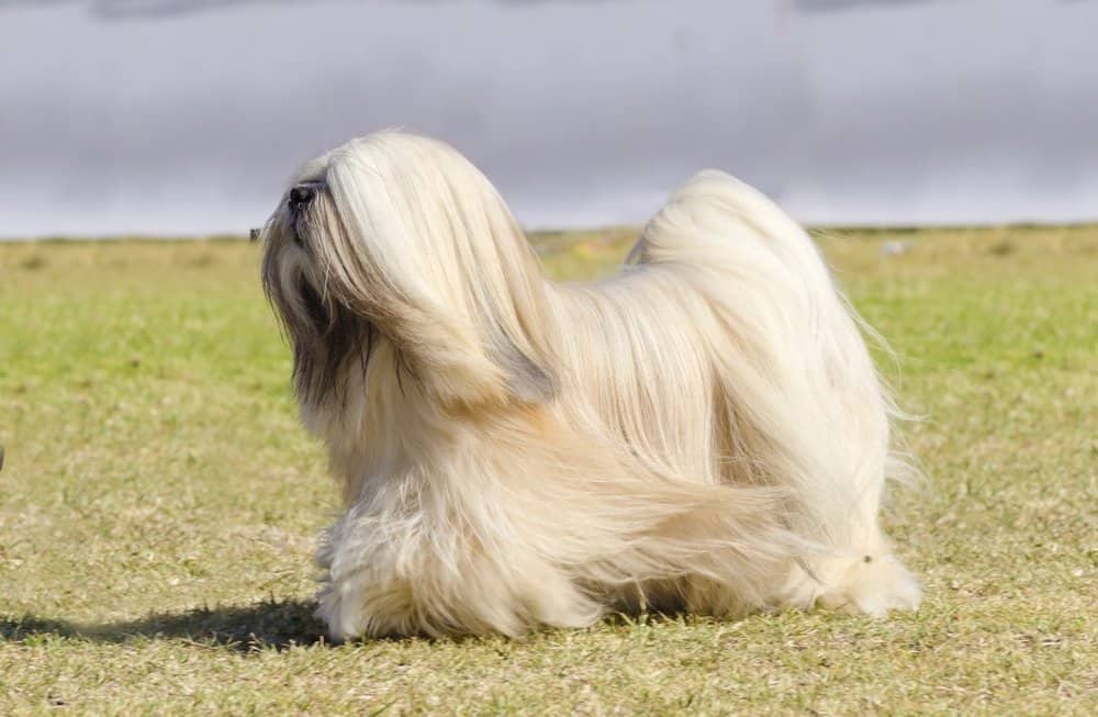 Lhasa Apso walking on the lawn