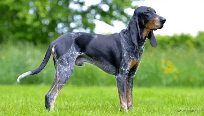 Lucerne Hound at the park looking to its left side