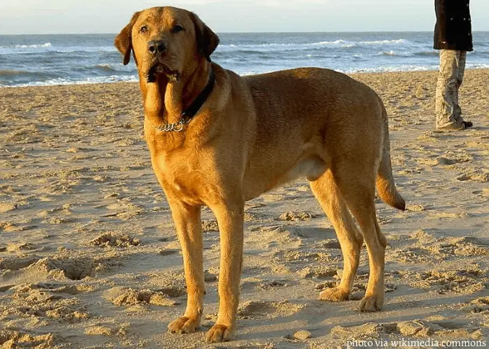 Male Broholmer on the beach